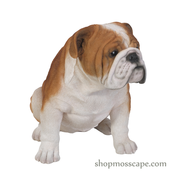 Sitting English Bulldog