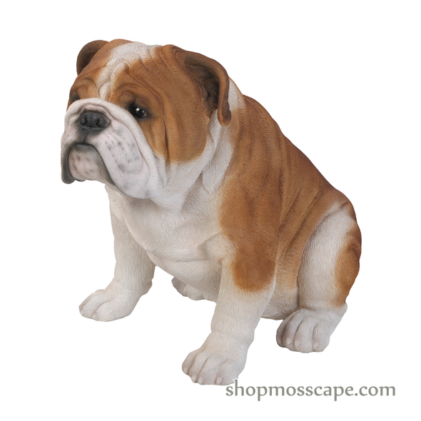 Sitting English Bulldog