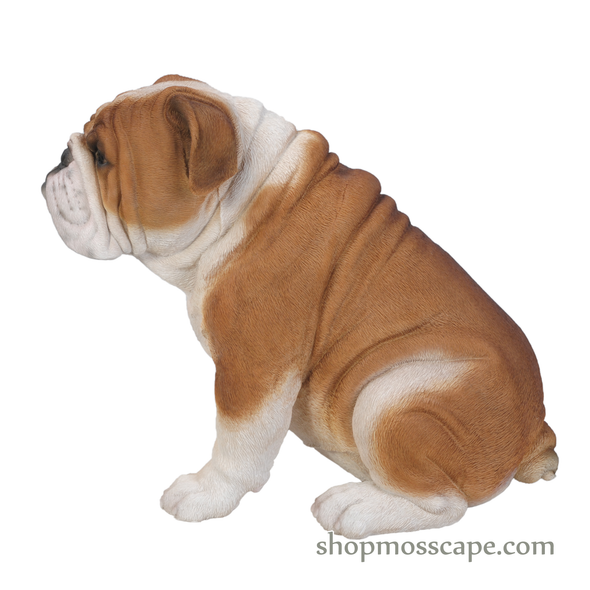 Sitting English Bulldog