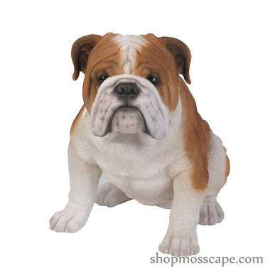 Sitting English Bulldog