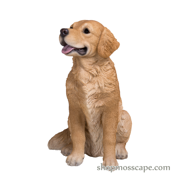 Sitting Golden Retriever (Medium)