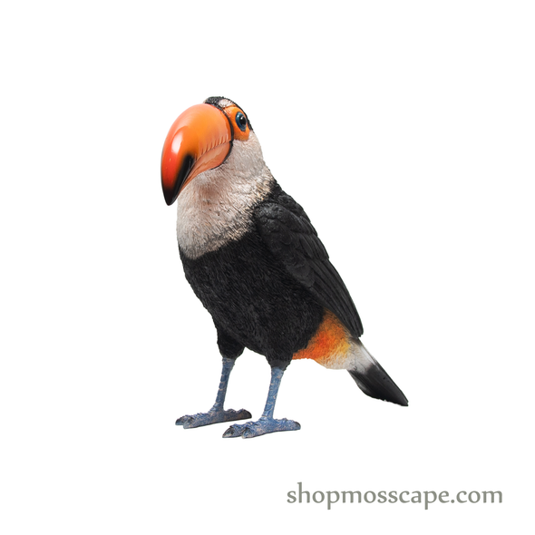 Toucan