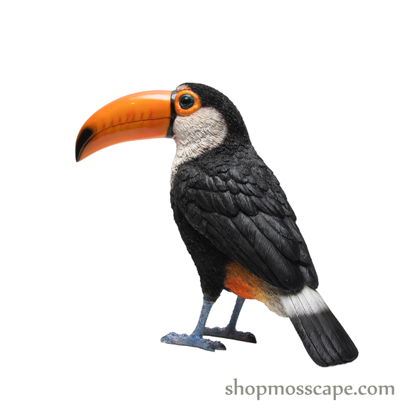 Toucan