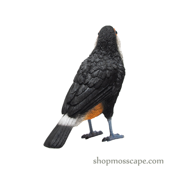 Toucan