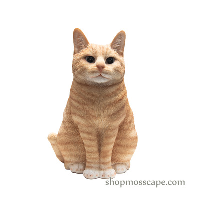 Squating British Shorthair Cat