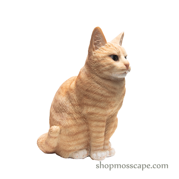Squating British Shorthair Cat