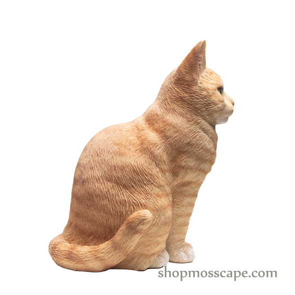 Squating British Shorthair Cat