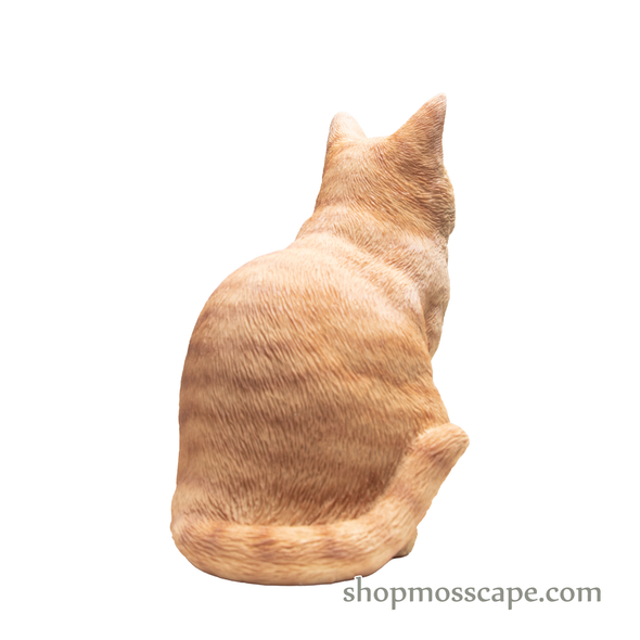 Squating British Shorthair Cat