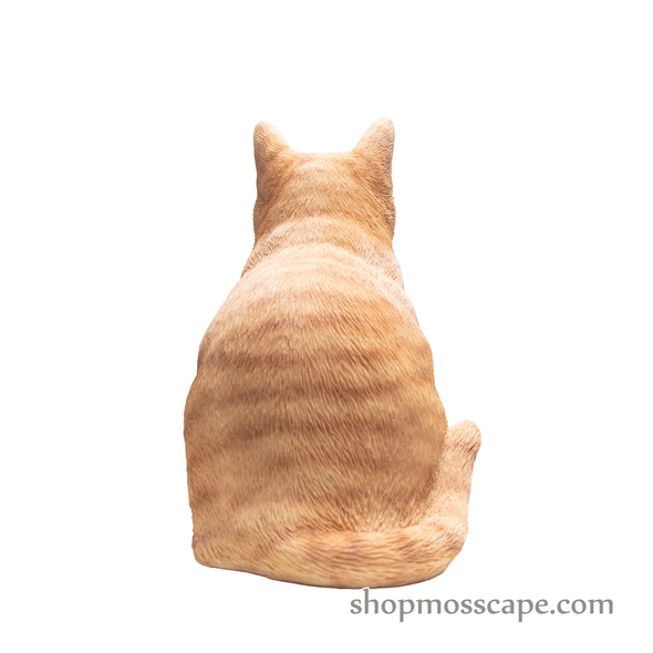 Squating British Shorthair Cat