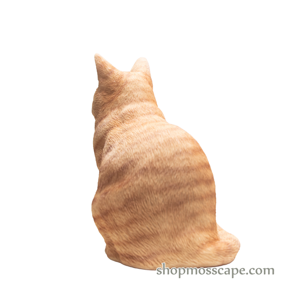 Squating British Shorthair Cat