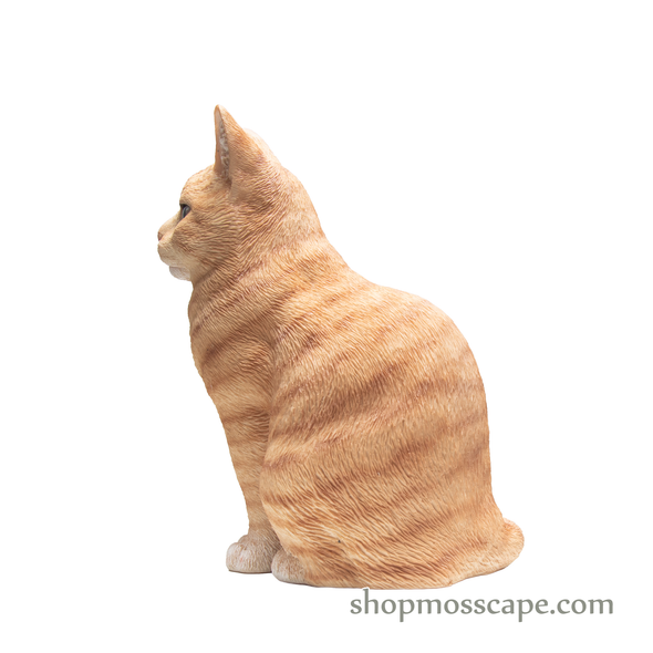 Squating British Shorthair Cat