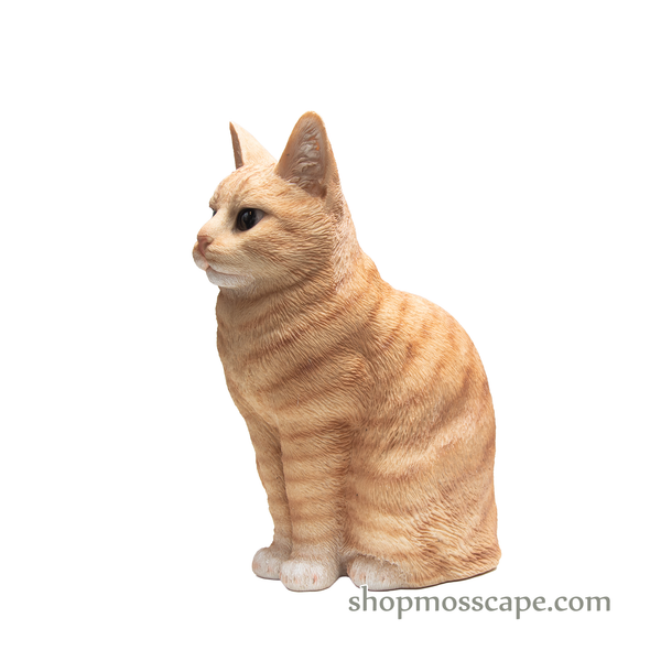 Squating British Shorthair Cat