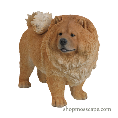Standing Chow Chow