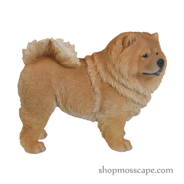 Standing Chow Chow