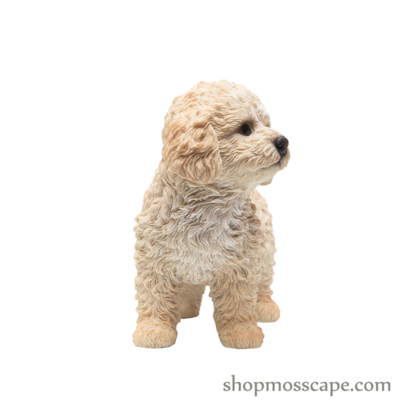 Standing Poodle Puppy