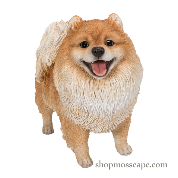 Standing Smiling Pomeranian