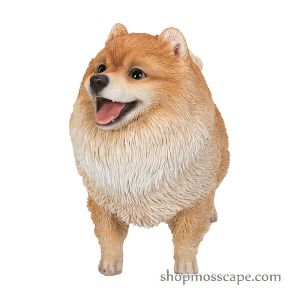 Standing Smiling Pomeranian