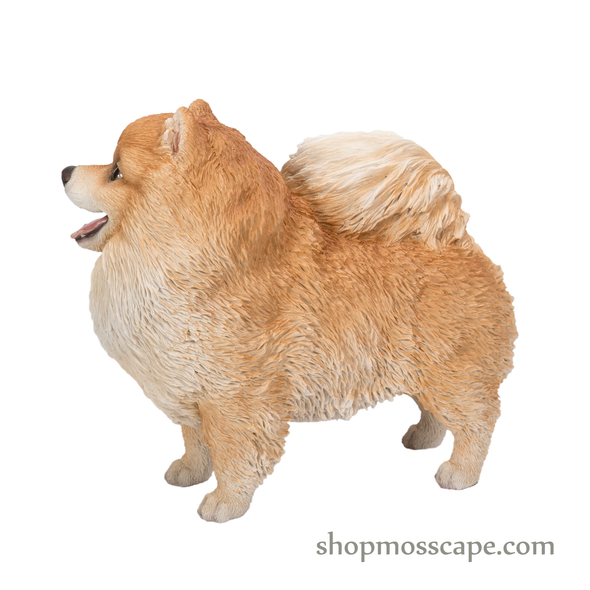 Standing Smiling Pomeranian