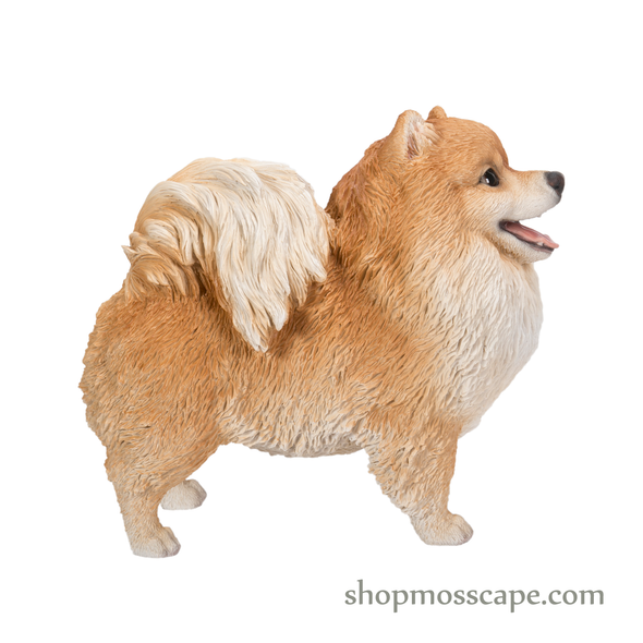 Standing Smiling Pomeranian