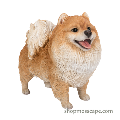 Standing Smiling Pomeranian