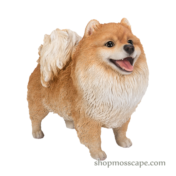 Standing Smiling Pomeranian