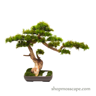 Preserved Tree Moss | PP (12801 TM)