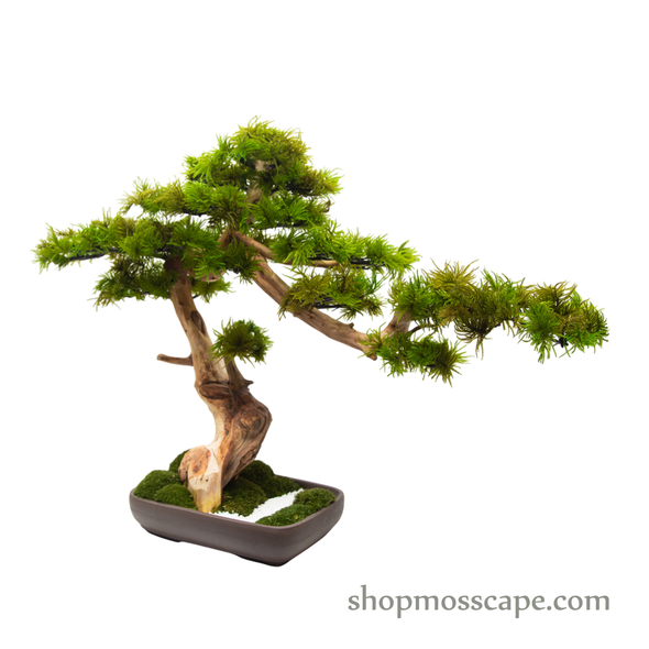 Preserved Tree Moss | PP (12801 TM)