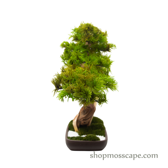 Preserved Tree Moss | PP (12801 TM)