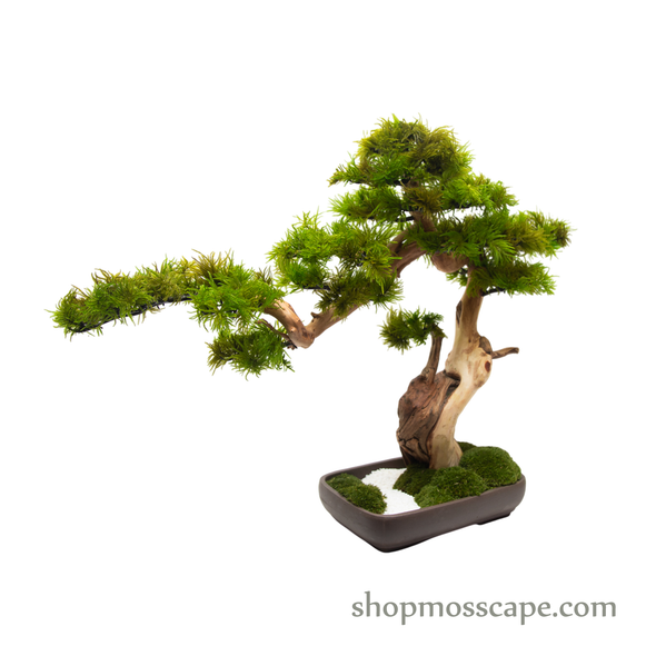 Preserved Tree Moss | PP (12801 TM)