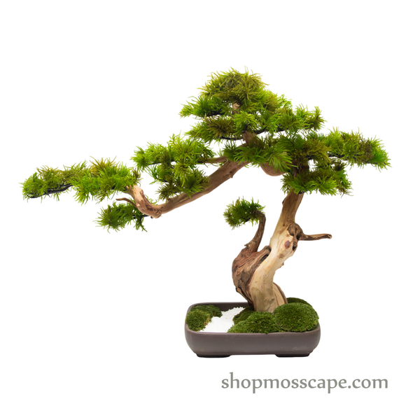 Preserved Tree Moss | PP (12801 TM)