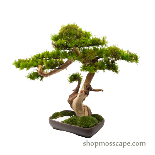 Preserved Tree Moss | PP (12801 TM)