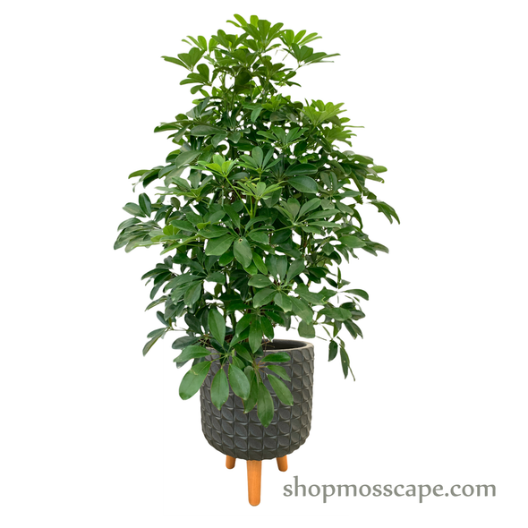 Schefflera arboricola in dot collection LC14631T (L)