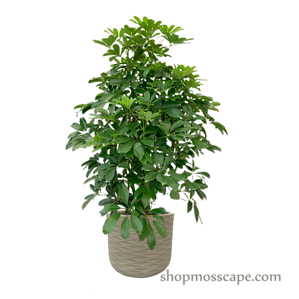 Schefflera arboricola in wave collection LC14494 (L)