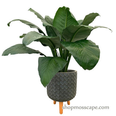 Spathiphyllum sensation (Peace lily) in dot collection LC14631T (M)