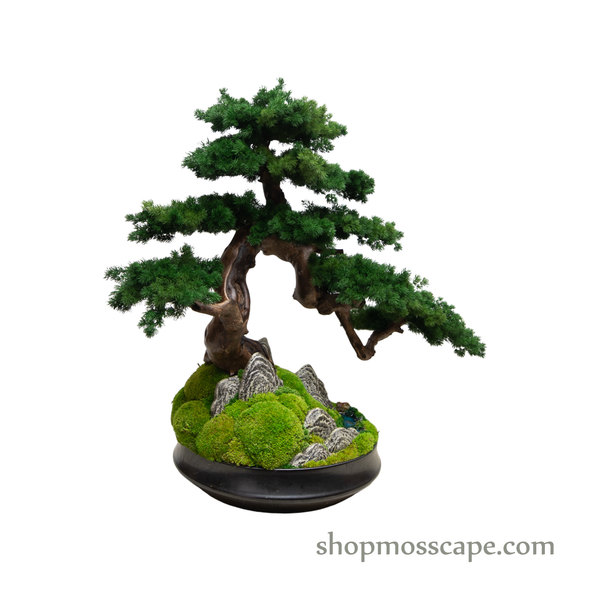 Garden of Free Flow | Bonsai-scape (4-037 w/ MF)