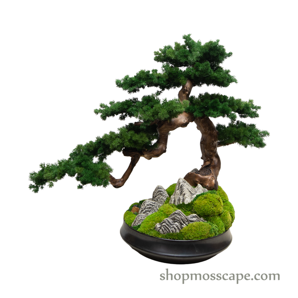 Garden of Free Flow | Bonsai-scape (4-037 w/ MF)
