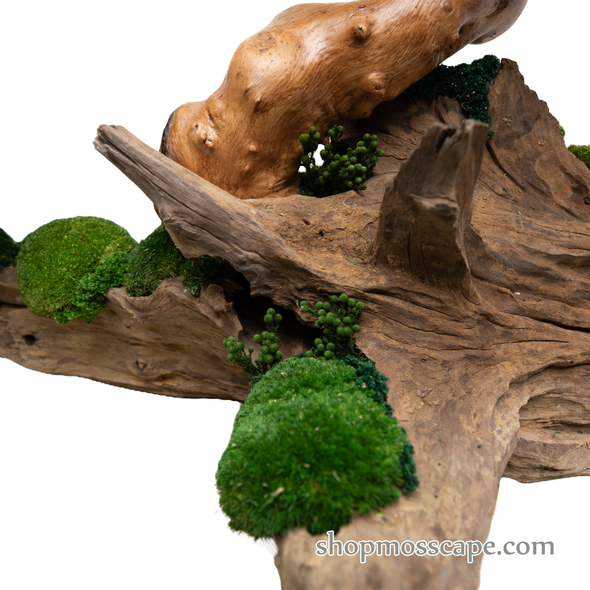 Wisdom Zen on Tree | Bonsai-scape (4-059 w/ MF)