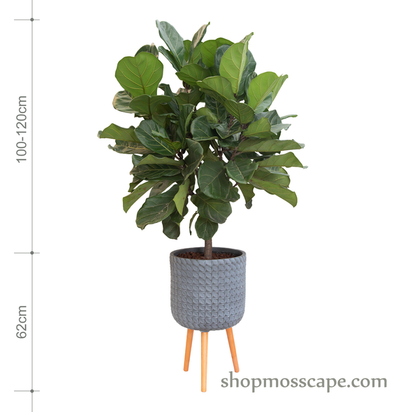 Ficus lyrata in dot collection LC14631T (L)