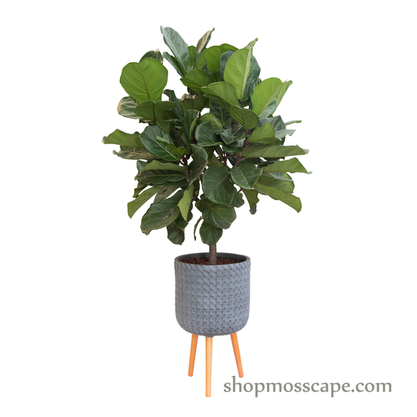 Ficus lyrata in dot collection LC14631T (L)