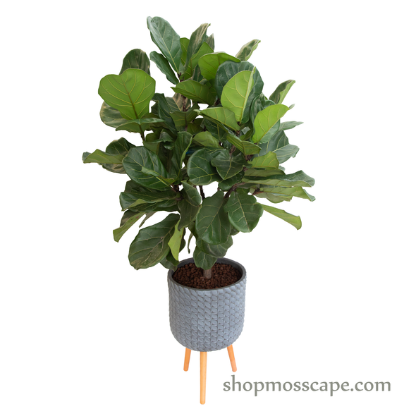Ficus lyrata in dot collection LC14631T (L)