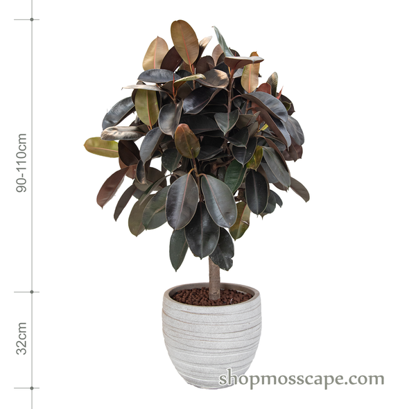 Ficus elastica burgundy in stripe collection LC14445 (M)