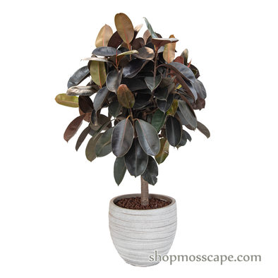 Ficus elastica burgundy in stripe collection LC14445 (M)
