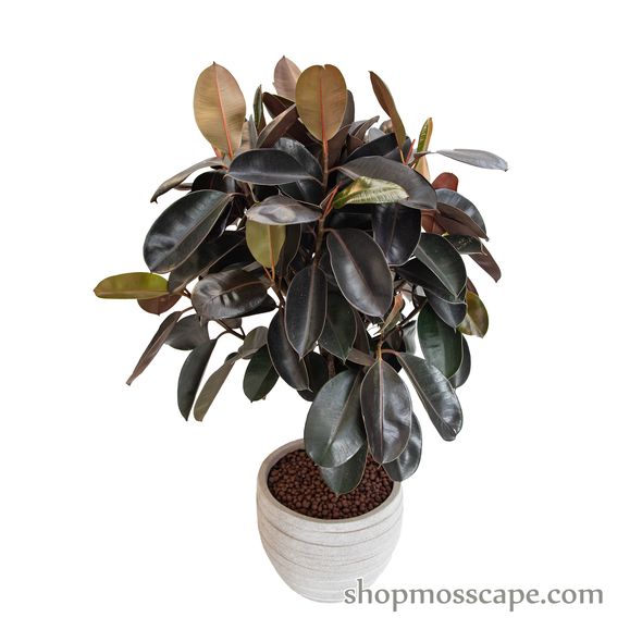Ficus elastica burgundy in stripe collection LC14445 (M)