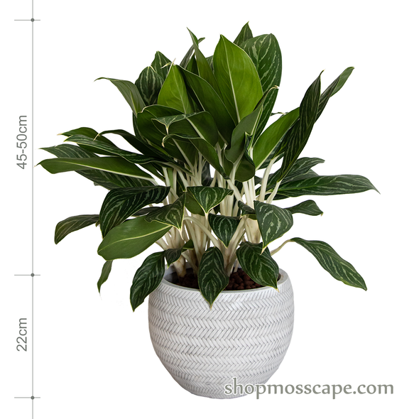 Agloneama 'white stem' in bamboo collection LC14733 (S)