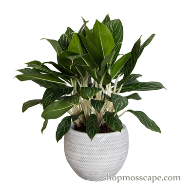 Agloneama 'white stem' in bamboo collection LC14733 (S)