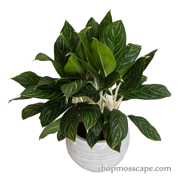 Agloneama 'white stem' in bamboo collection LC14733 (S)
