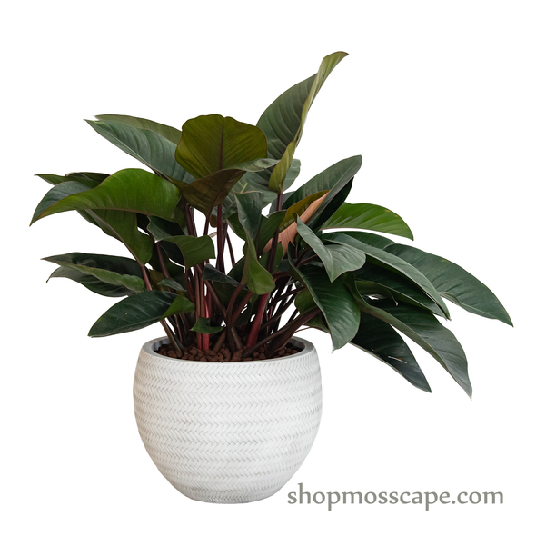 Philodendron 'imperial red' in bamboo collection LC14733 (M)