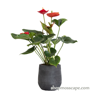 Anthurium andraeanum (red) in varying strips collection LC14526 (S)
