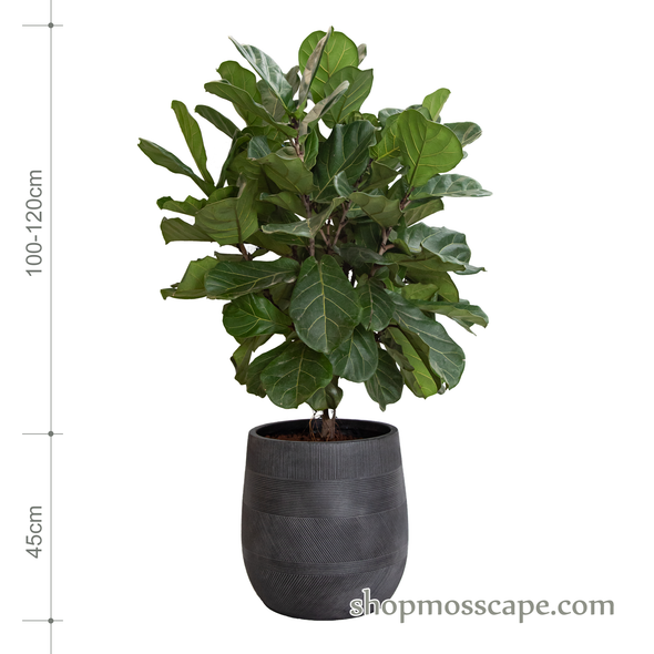Ficus lyrata in varying strips collection LC14526 (L)