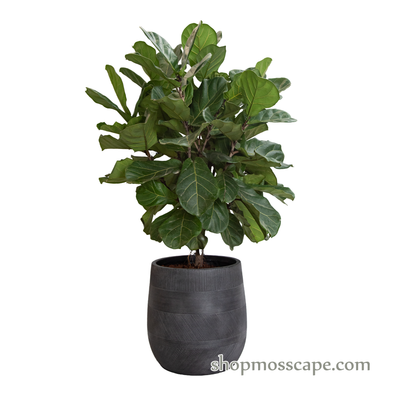 Ficus lyrata in varying strips collection LC14526 (L)